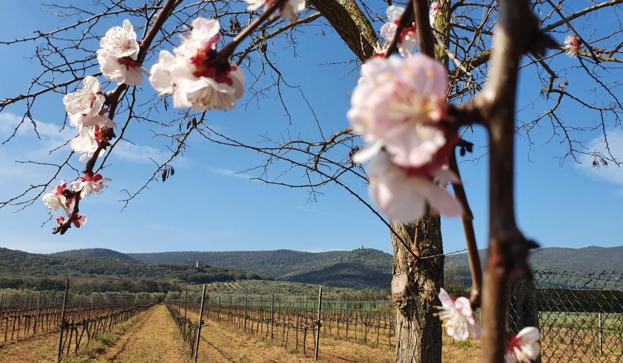 Agriturismo Fusini Magliano in Toscana Exteriör bild