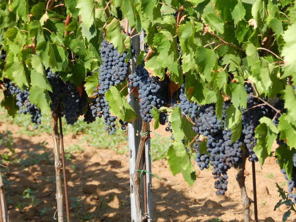 Agriturismo Fusini Magliano in Toscana Exteriör bild